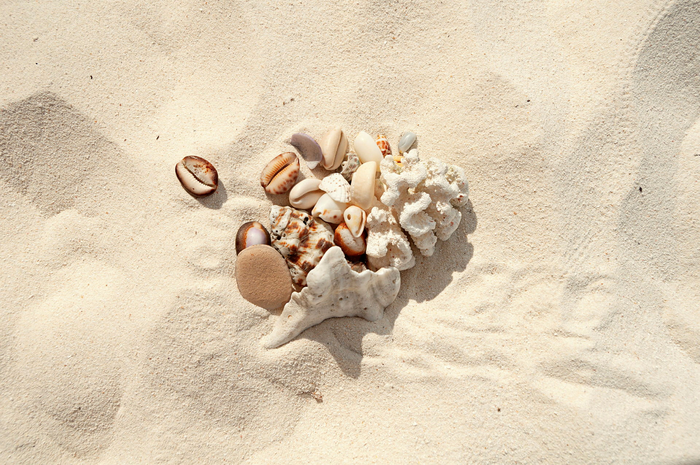 Små skaller og koralstykker på sand. (AI-genereret tekst)