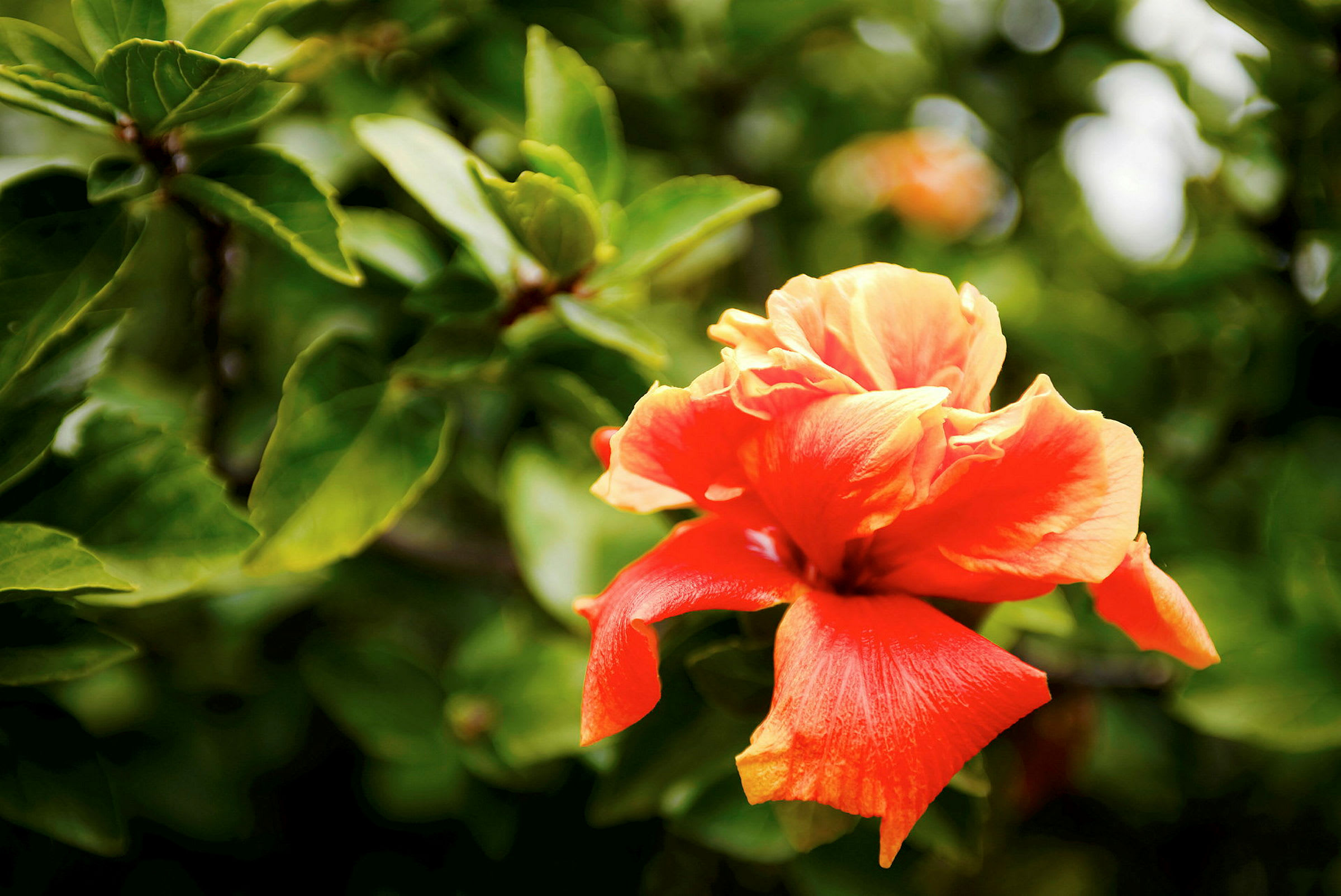 Et nærbillede af en orange hibiscusblomst med grønne blade i baggrunden. (AI-genereret tekst)