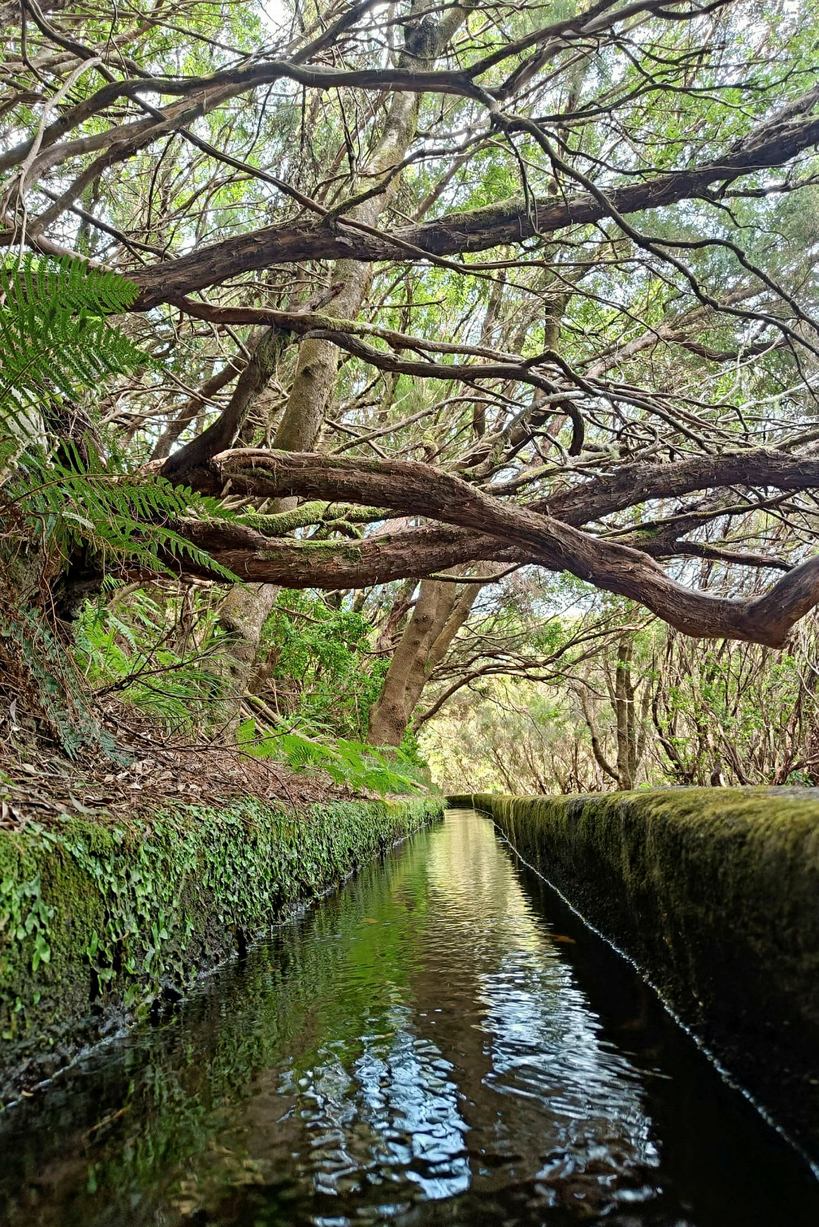 Slyngende trægrene over en smal kanal med vand. (AI-genereret tekst)