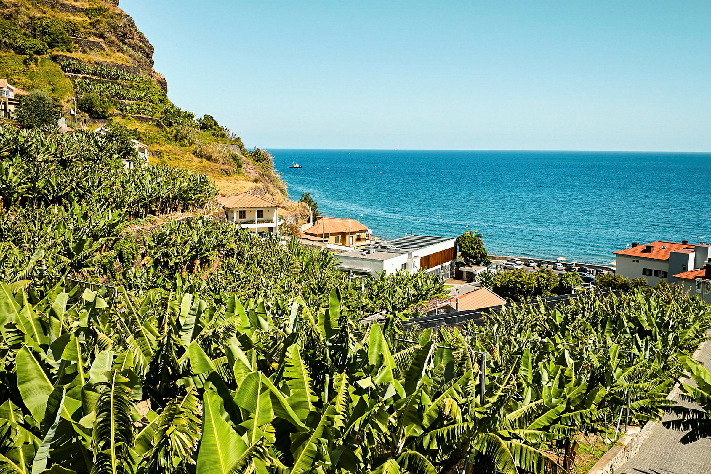 Bananplantage med havet i baggrunden. (AI-genereret tekst)