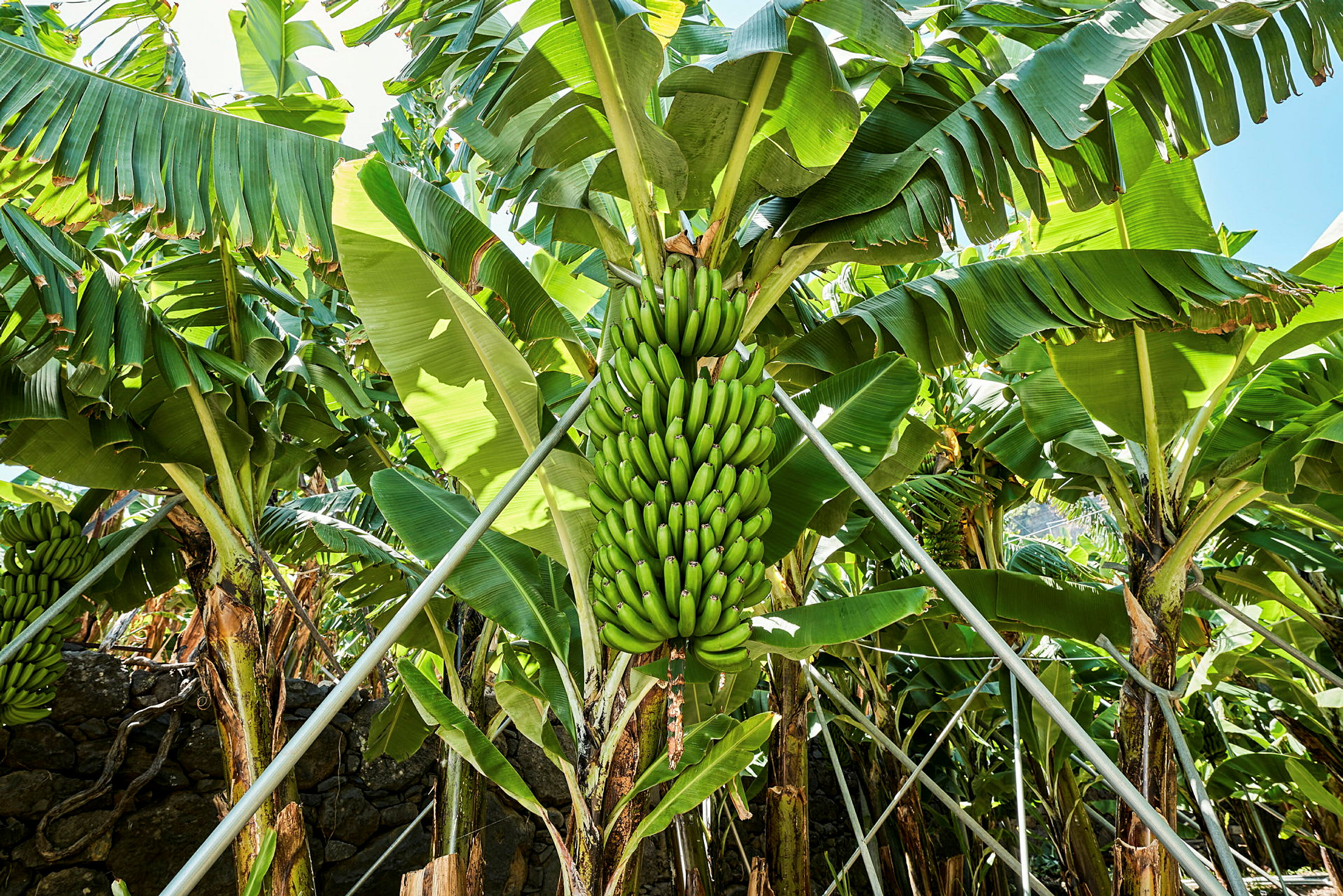 En række bananplanter med grønne bananer. (AI-genereret tekst)