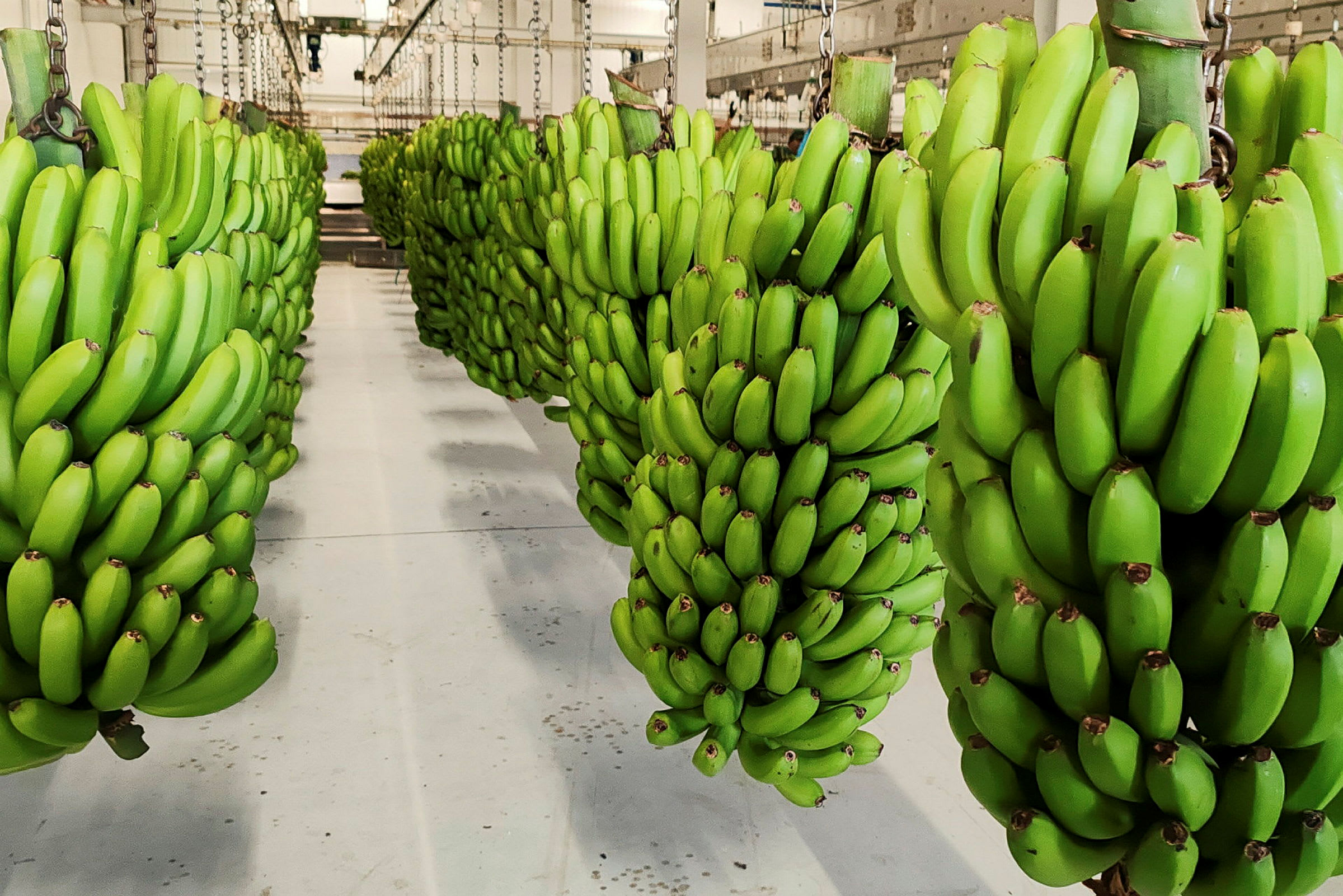 Hængende klaser af grønne bananer i et lagerlokale. (AI-genereret tekst)