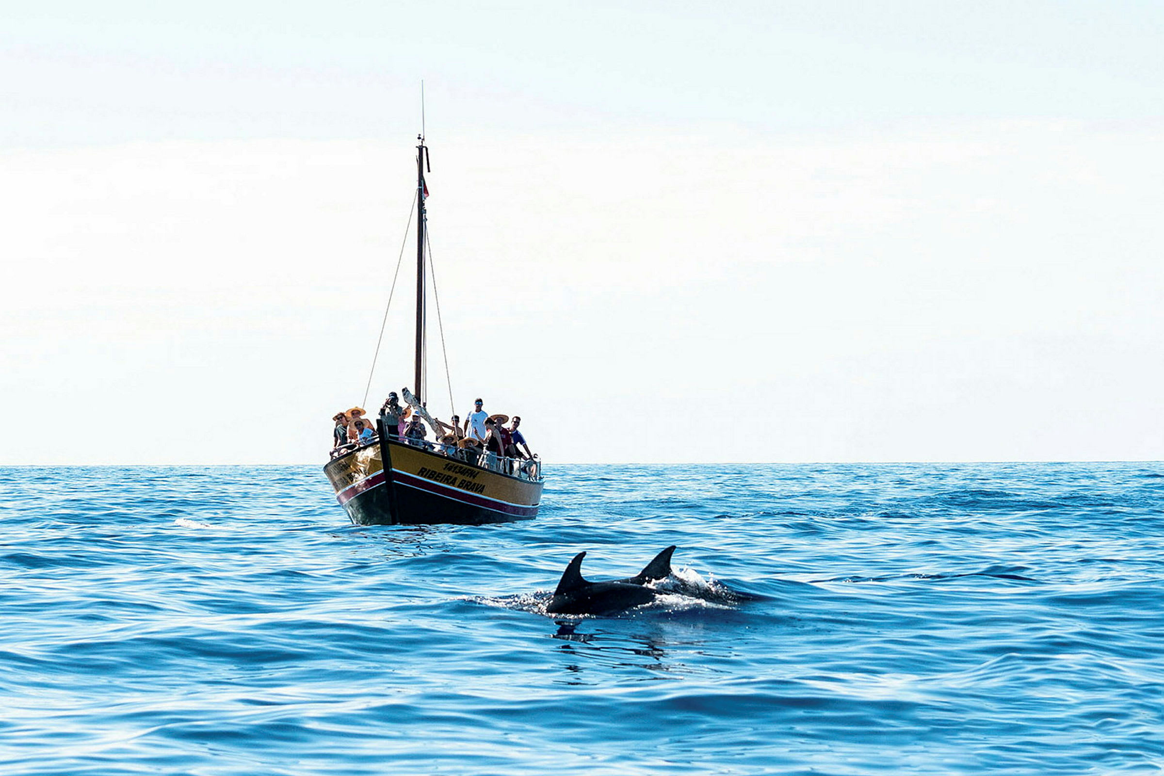 En båd med mennesker og to delfiner, der svømmer i havet. (AI-genereret tekst)