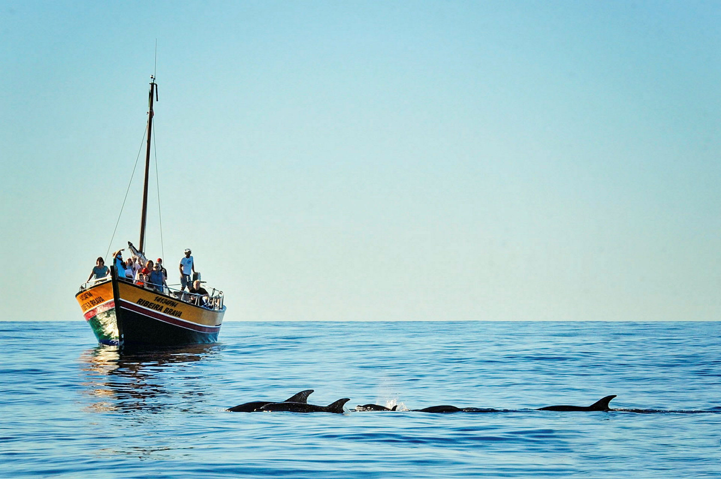 En båd med passagerer på havet nær en gruppe svømmende delfiner. (AI-genereret tekst)