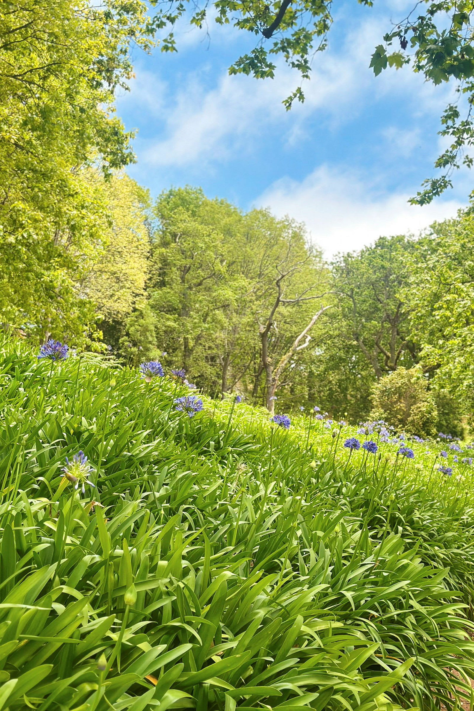 Et frodigt skovområde med træer og lilla blomster i forgrunden. (AI-genereret tekst)