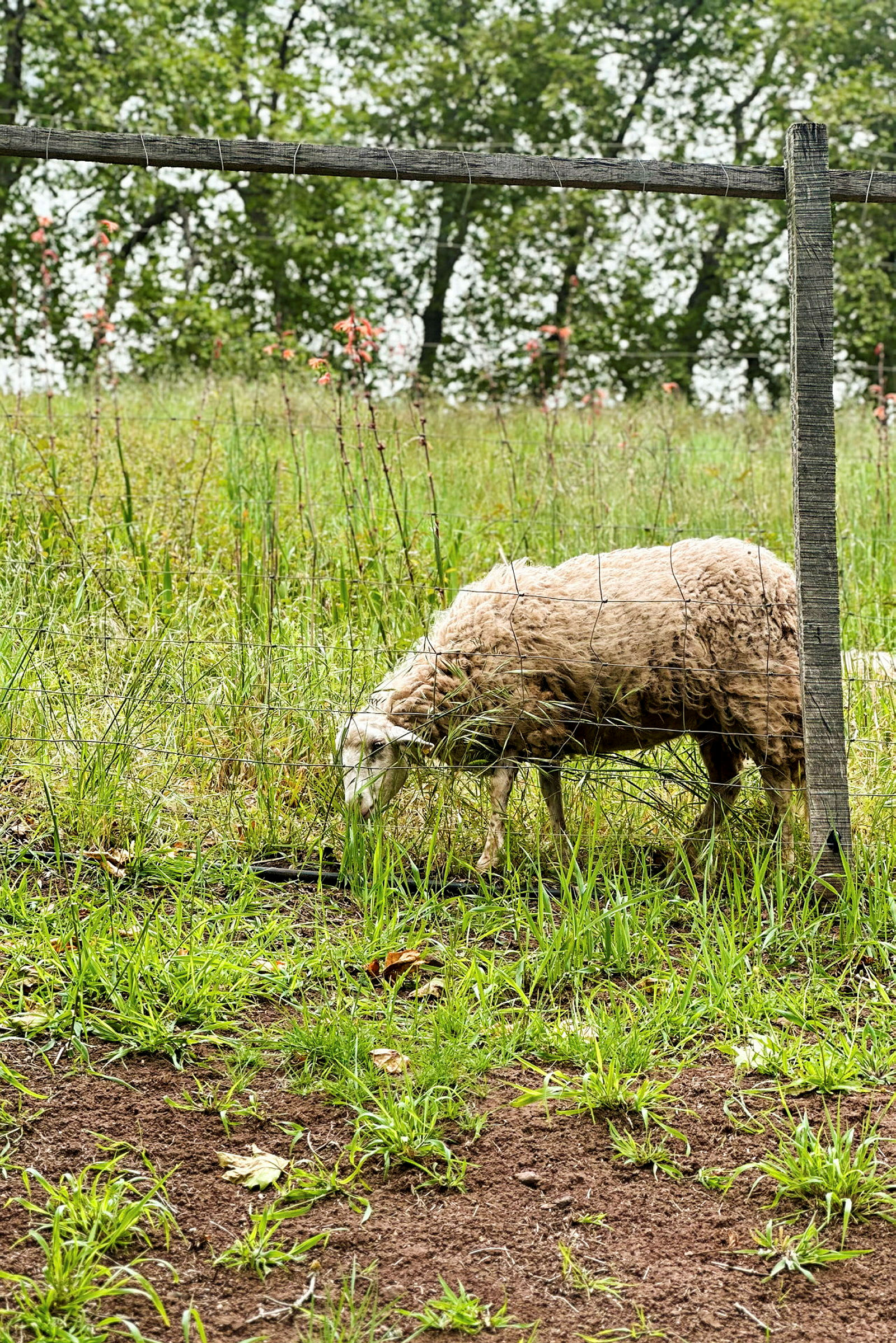 Et får græsser i en indhegning med vegetation og træer i baggrunden. (AI-genereret tekst)