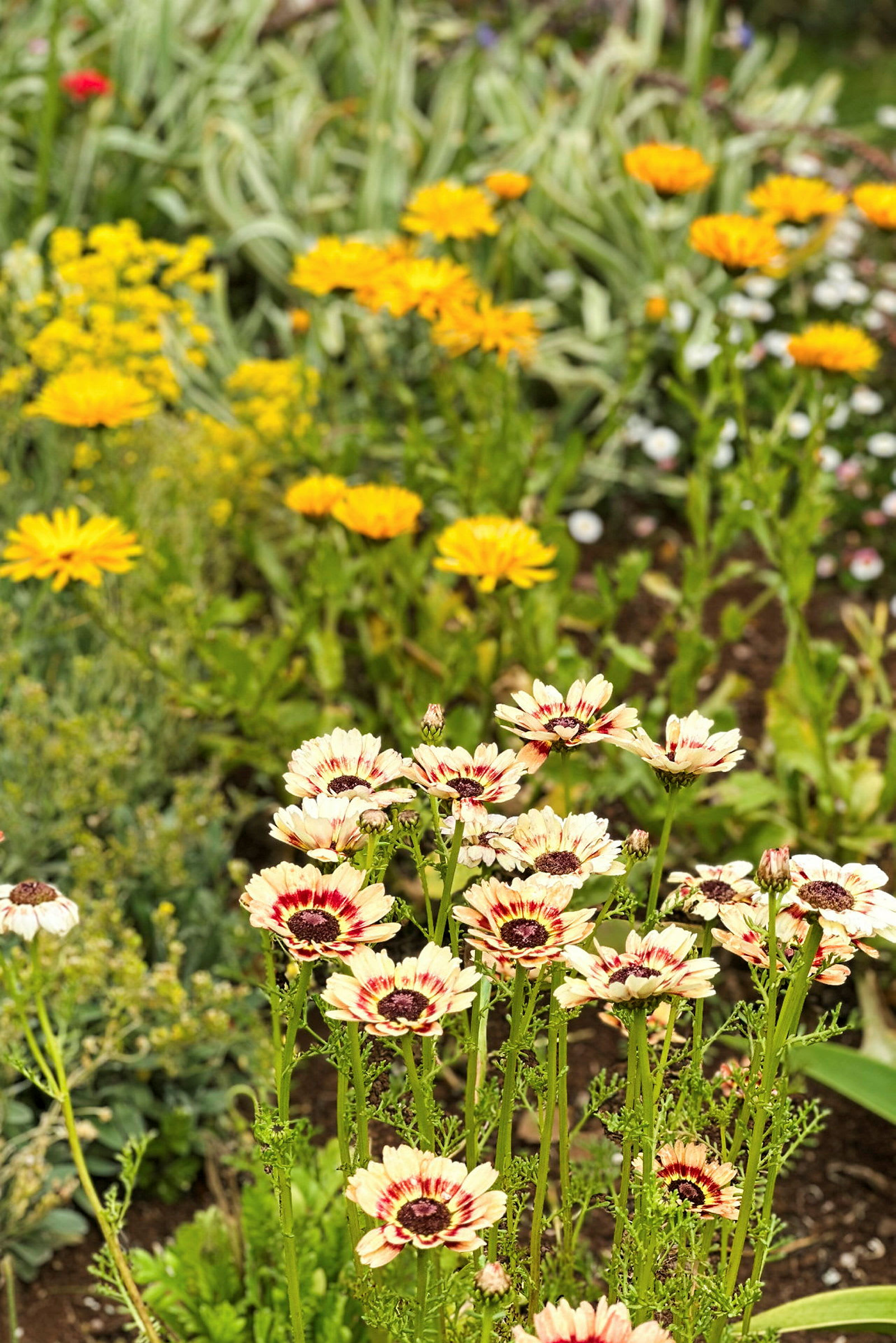 Et nærbillede af blomster i forskellige farver i en have, med gule og hvidlige kronblade. (AI-genereret tekst)
