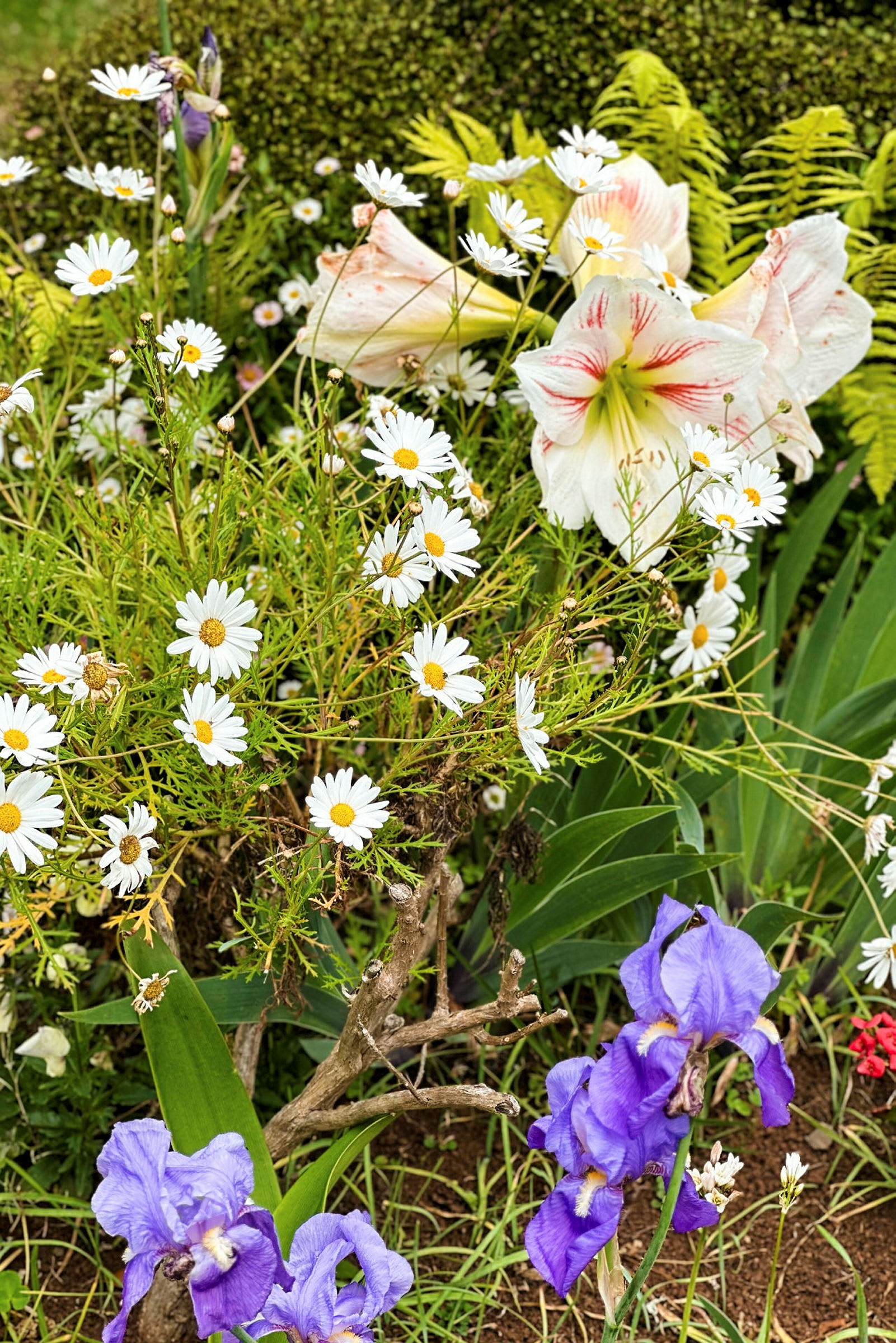 En have med hvide margueritter, lilla iris og hvid-røde amaryllisblomster mod en grøn baggrund. (AI-genereret tekst)