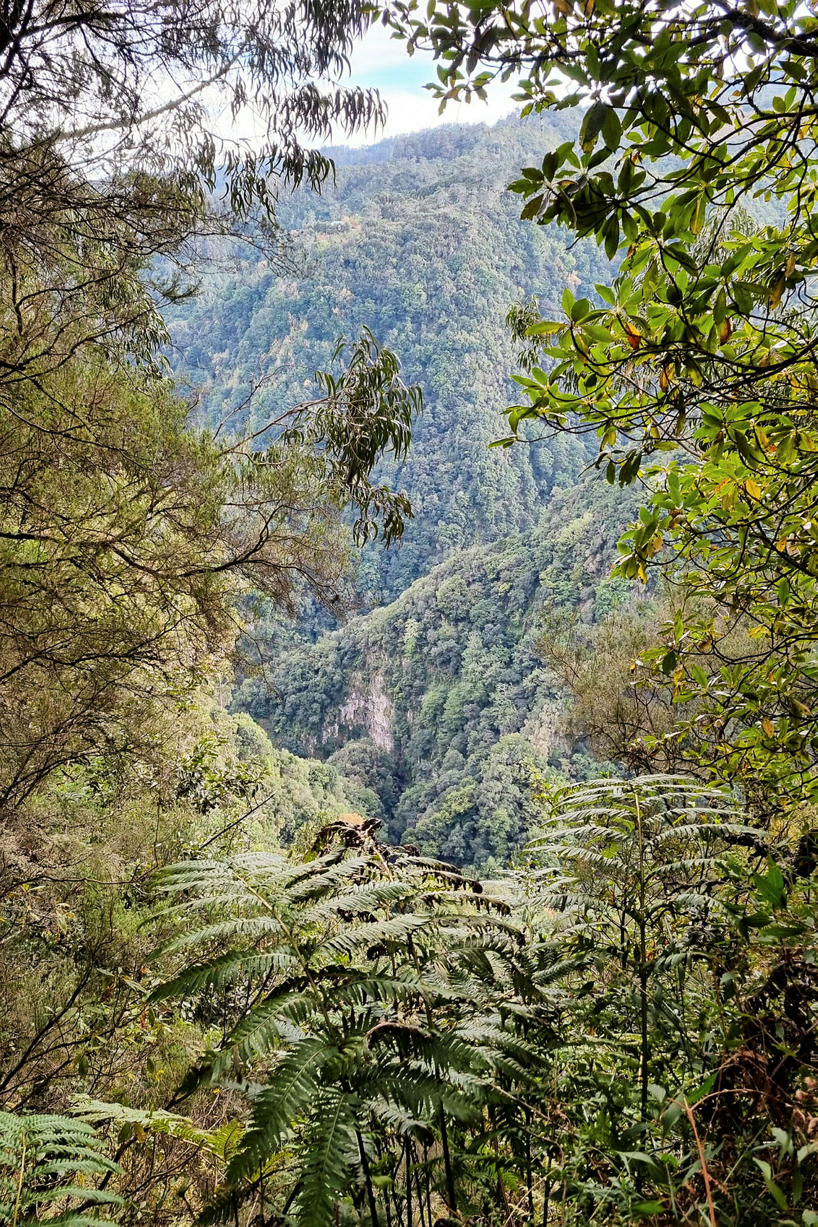 Levada do Rei er en af Madeiras smukkeste levadavandringer