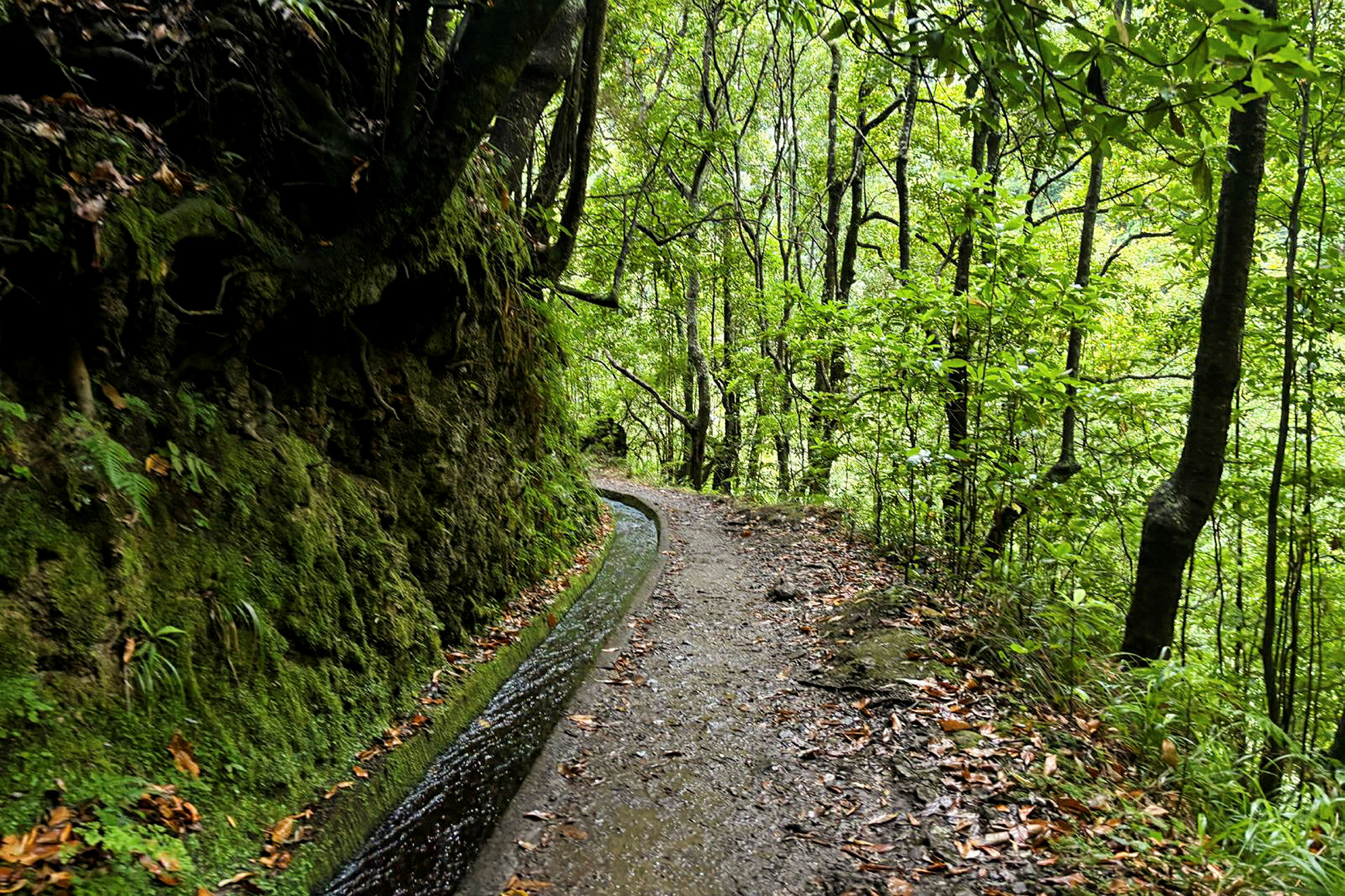 Levada do Rei er en naturskøn vandring gennem Madeiras frodige laurbærskov