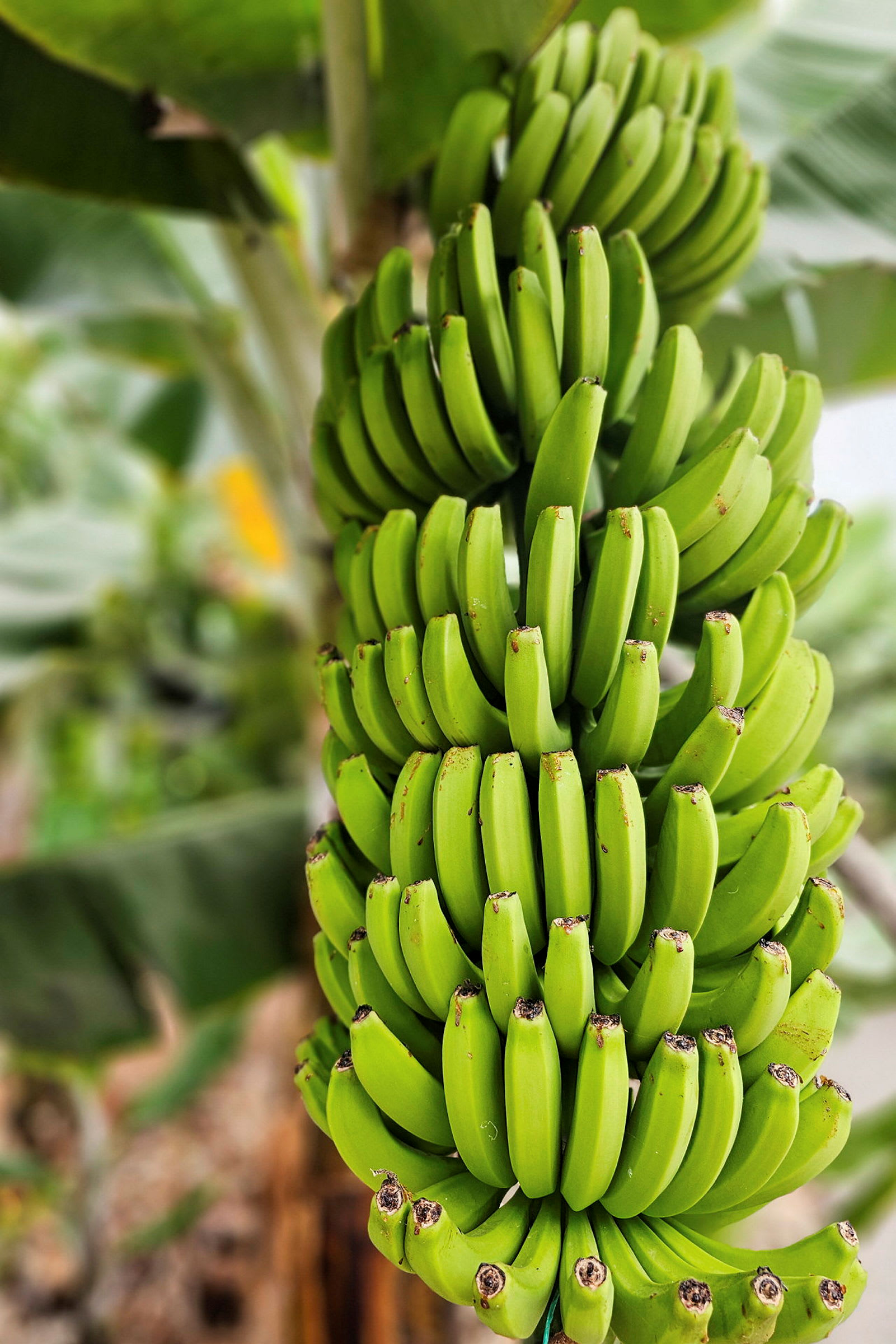 En klase grønne bananer på en bananplante. (AI-genereret tekst)