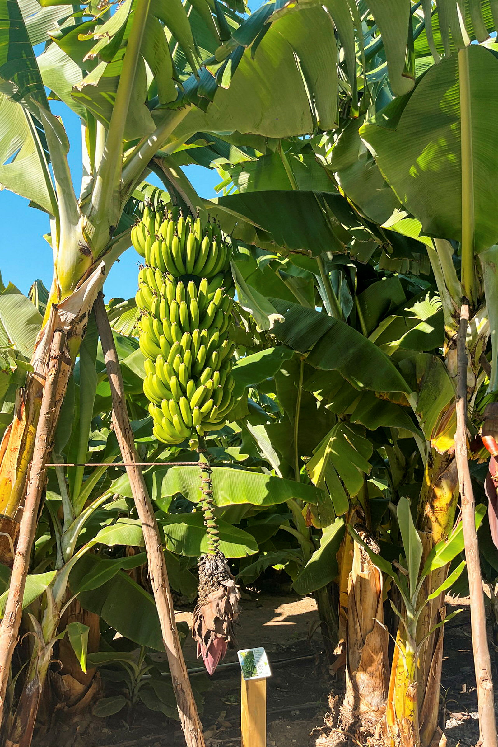 En bananplante med en stor klase grønne bananer. (AI-genereret tekst)