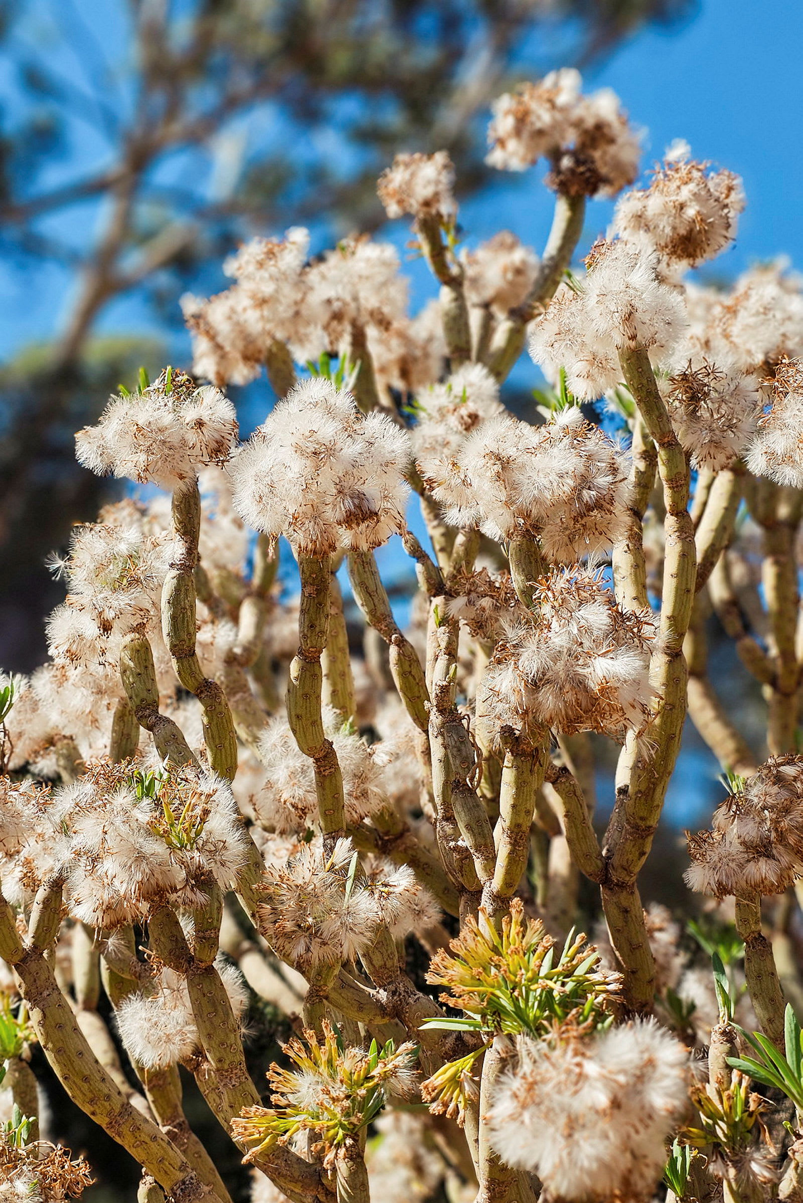 Nærbillede af plante med hvide, fluffy blomster og grønne kviste. (AI-genereret tekst)
