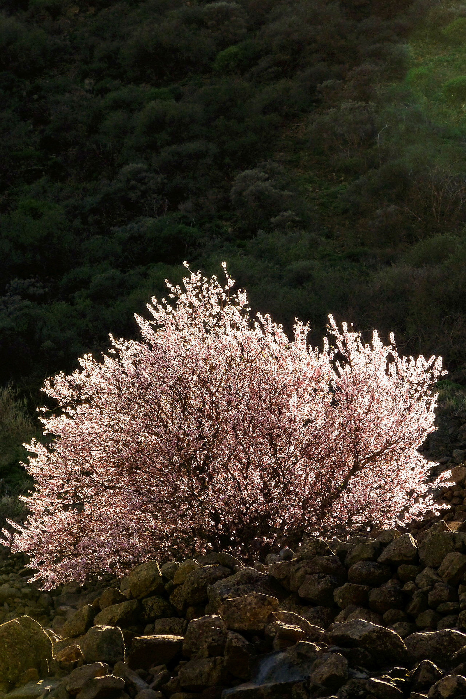 En blomstrende trækaprifolie mod en mørk skovbaggrund. (AI-genereret tekst)