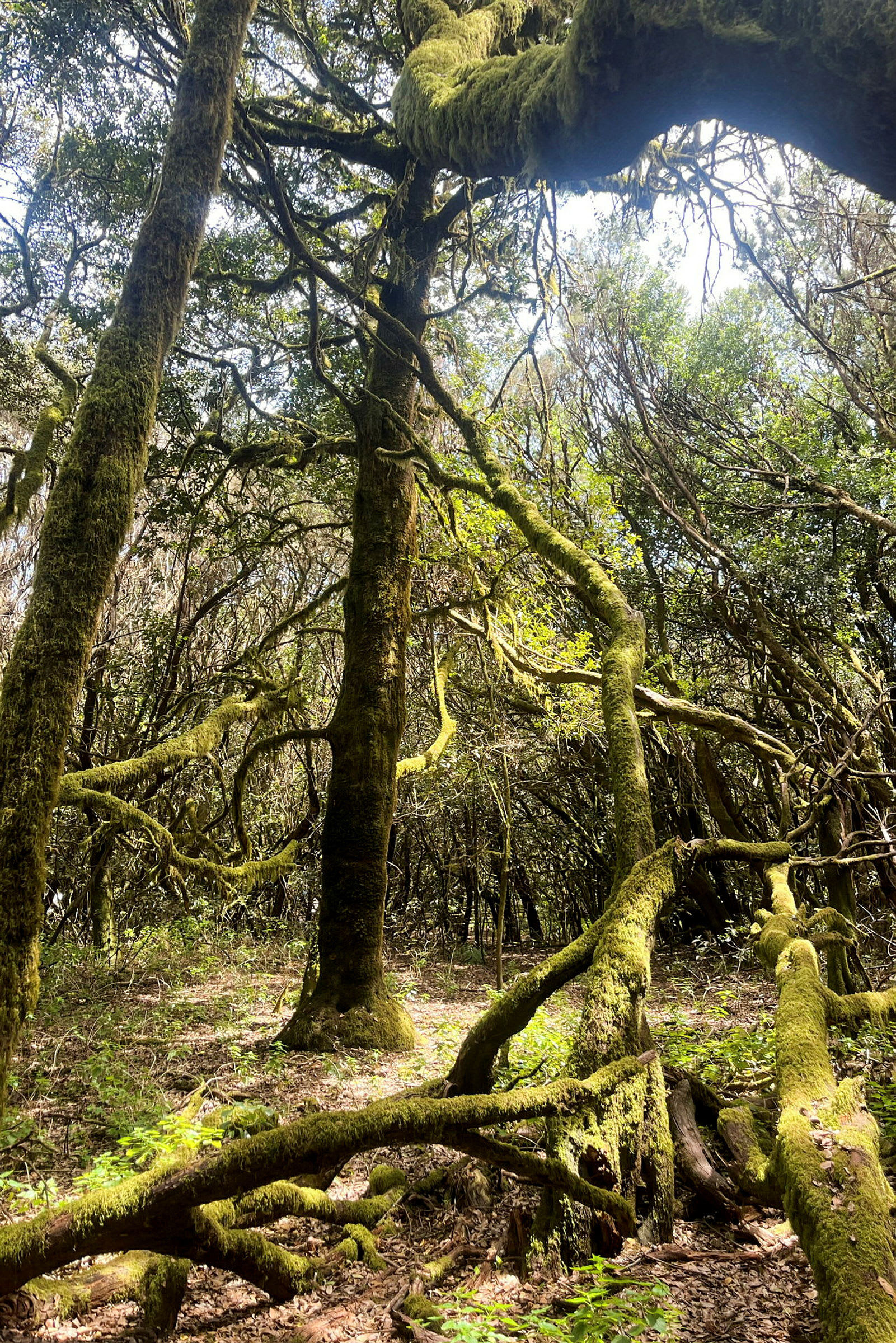 En skov med træer dækket af mos samt grene og vegetation på jorden. (AI-genereret tekst)