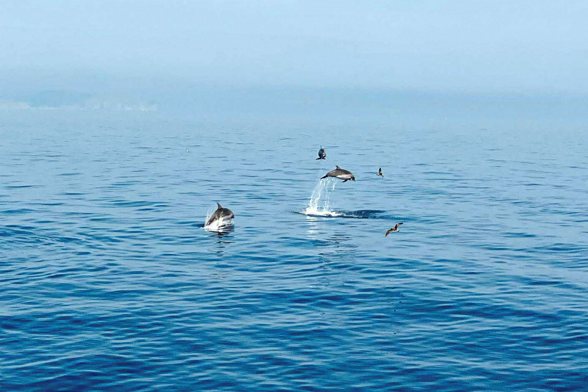 Delfiner hopper op fra vandet i havet med fugle flyvende i baggrunden. (AI-genereret tekst)