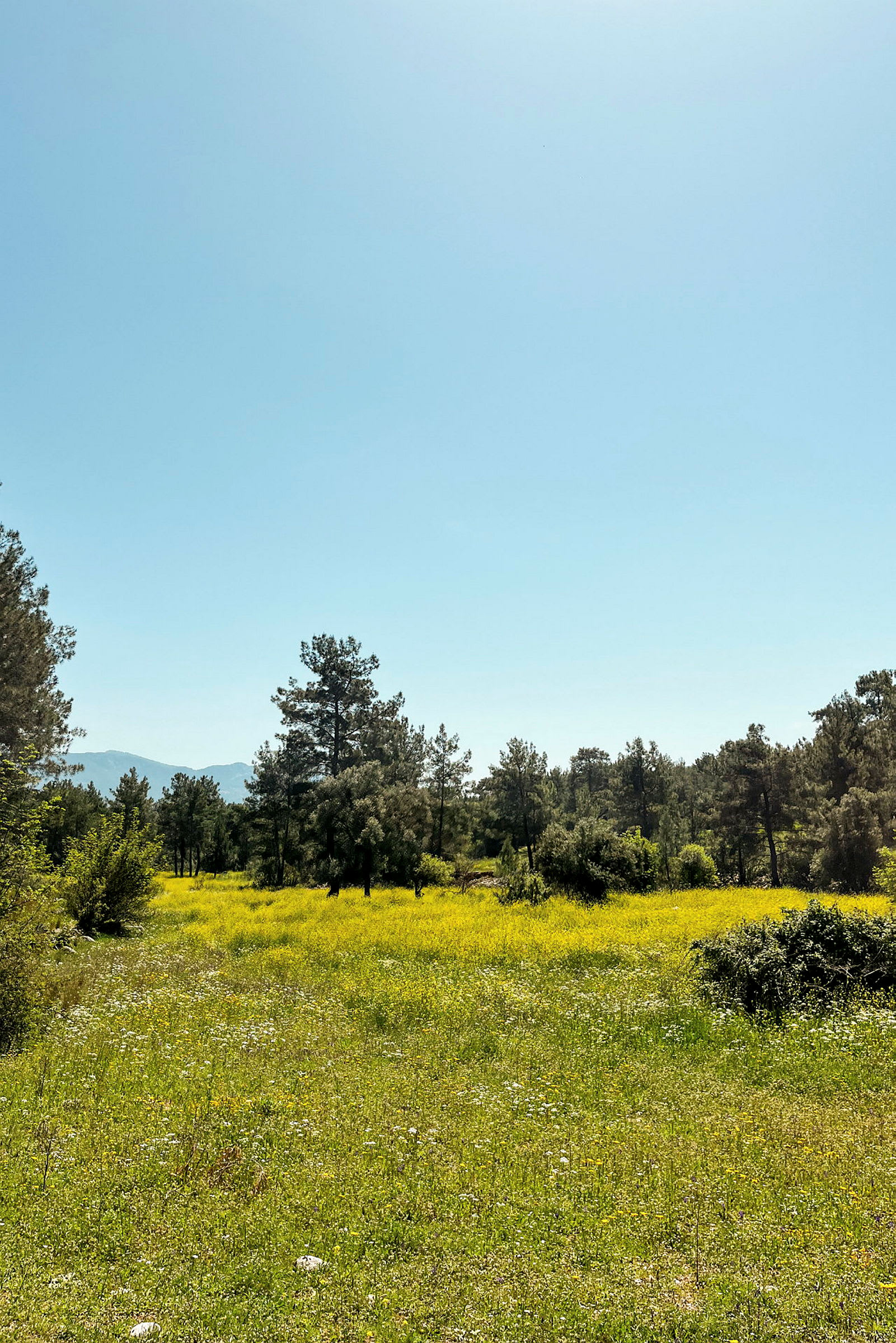 En grøn mark fuld af gule blomster, omgivet af træer og med en klar blå himmel. (AI-genereret tekst)