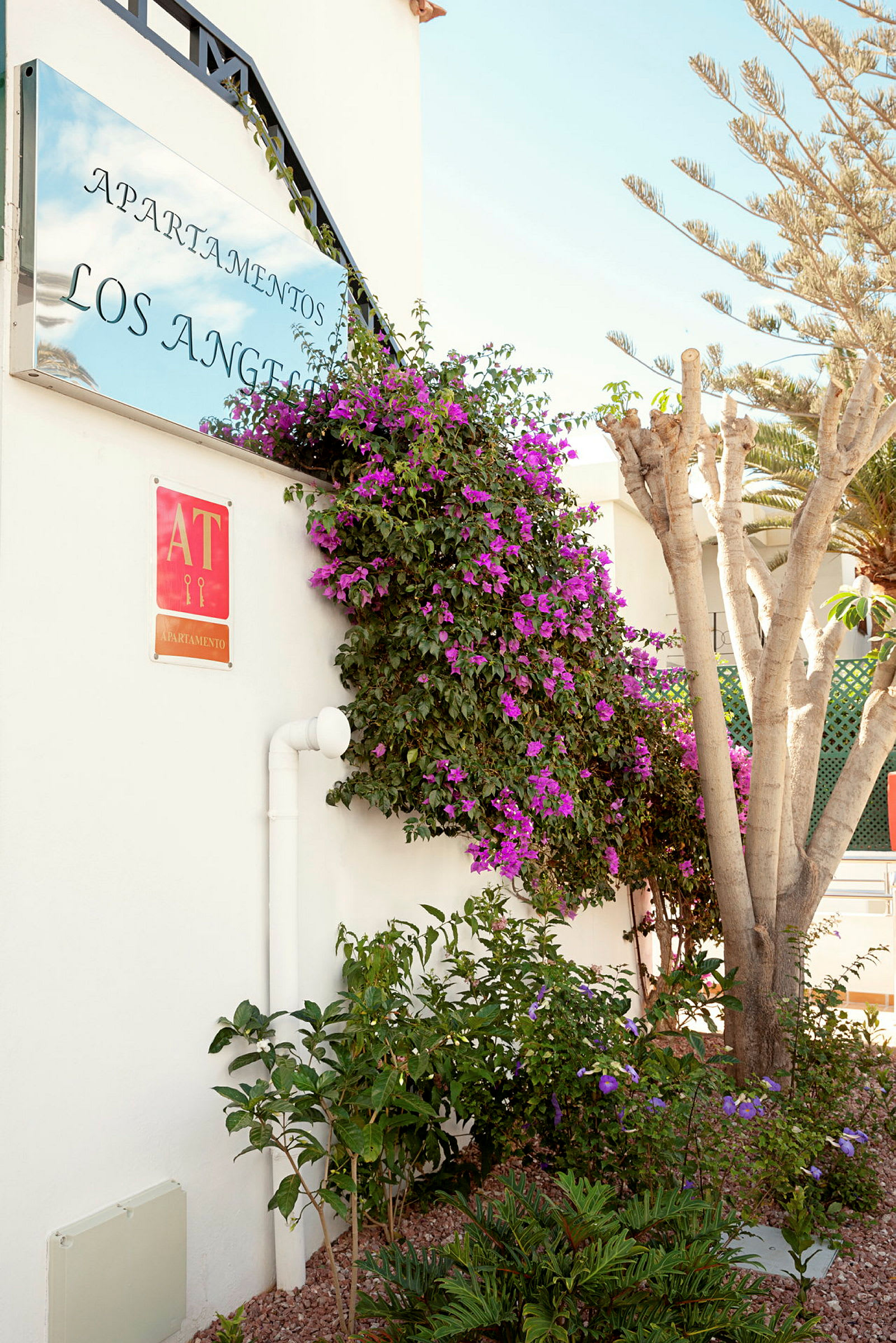 Skiltet for lejligheder med teksten 'Apartamentos Los Angeles' er omgivet af en blomstrende plante på en hvid væg. (AI-genereret tekst)