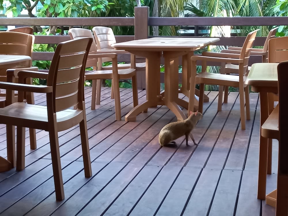 Terrasse/gårdhave