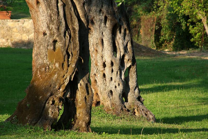 Terasse