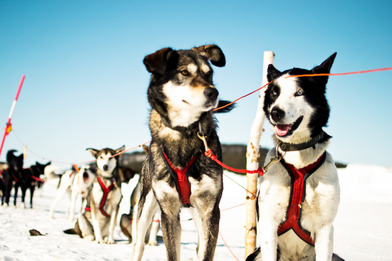 Hundeslædetur.Foto af Martin Smedsen